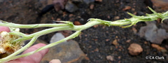 Pseudognaphalium sandwicensium