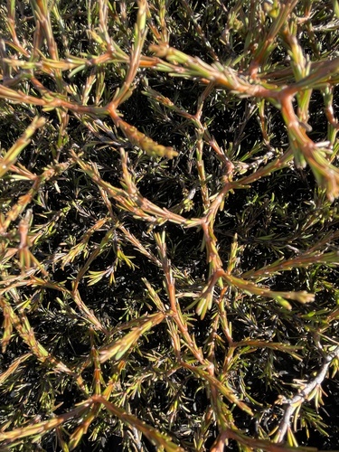 Coprosma acerosa observed 2025-02-18