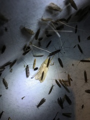 Halysidota tessellaris