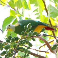 Ptilinopus melanospilus