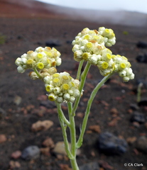 Pseudognaphalium sandwicensium