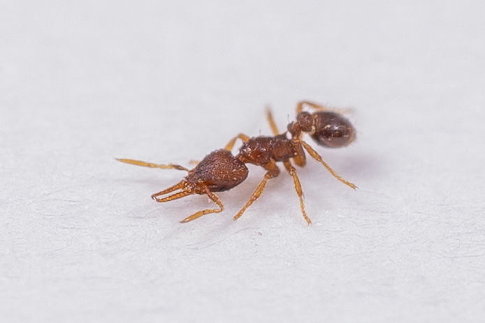 Strumigenys gundlachi