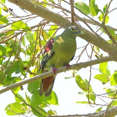 Treron griseicauda