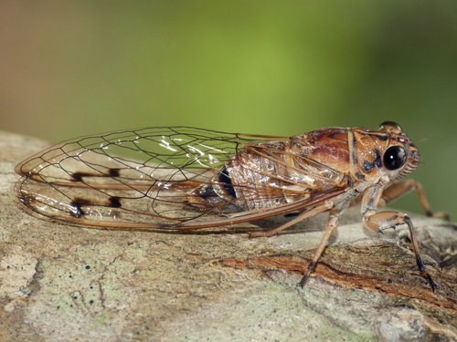 Photo of Cairns Bunyip (Tamasa burgessi)