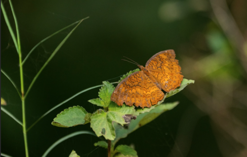 Common Castor Butterfly