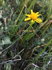 Packera subnuda