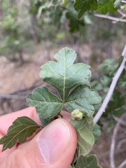 Rhus aromatica pilosissima