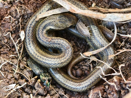 Photo of a Eight-lined Keelback (Hebius octolineatus)