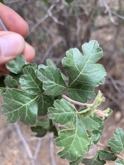 Rhus aromatica pilosissima