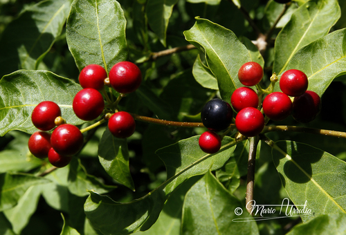Rauvolfia tetraphylla - Whole tree