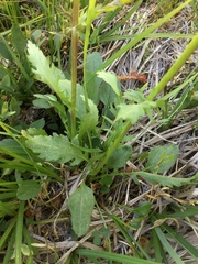 Packera pseudaurea