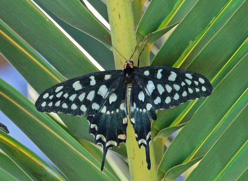 Madagascar Giant Swallowtail