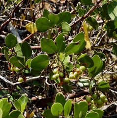 Arctostaphylos patula