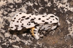 Hypercompe permaculata