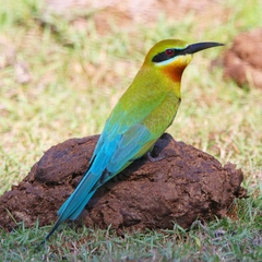 Merops philippinus