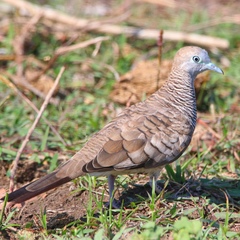 Geopelia striata