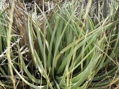 Agave striata
