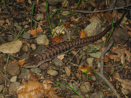 iNaturalist observation photo of Southern Alligator Lizard