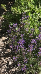 Penstemon heterodoxus