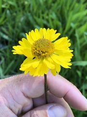 Helenium bigelovii