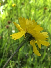 Helenium bigelovii
