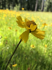 Helenium bigelovii