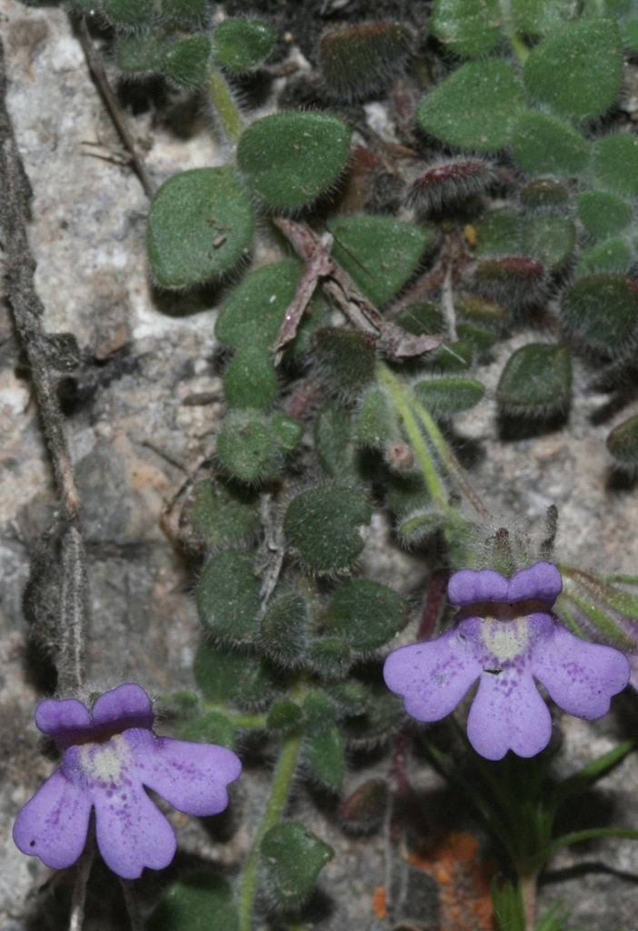 Chaenorhinum villosum