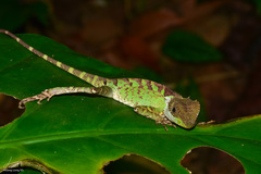 Acanthosaura lepidogaster