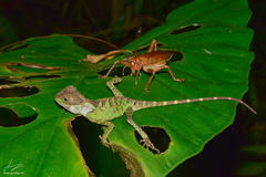 Acanthosaura lepidogaster