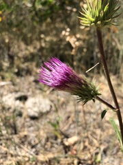Cirsium andersonii