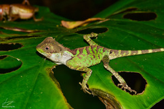 Acanthosaura lepidogaster