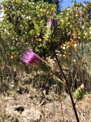 Cirsium andersonii