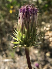 Cirsium andersonii