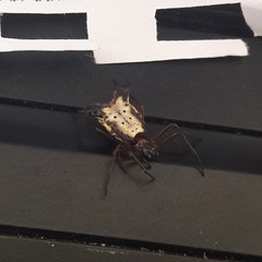 Micrathena duodecimspinosa