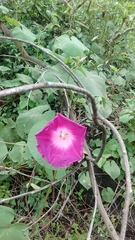 Ipomoea orizabensis