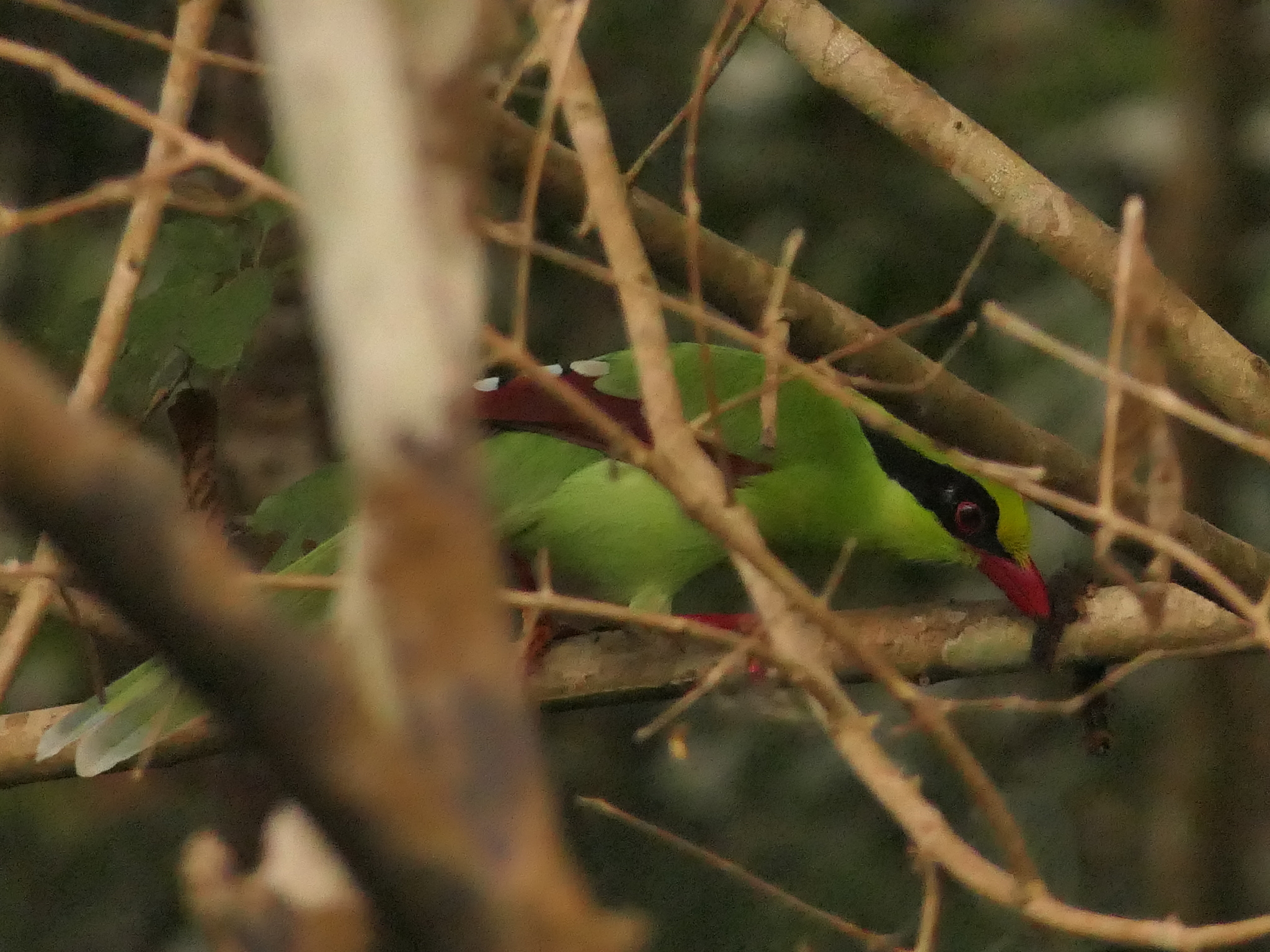 Common Green Magpie (Cissa chinensis), photo 10