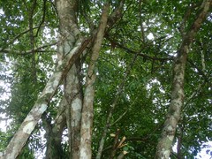 Streblus ilicifolius