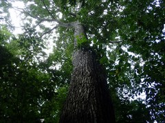 Toxicodendron succedaneum