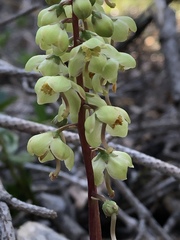Pyrola picta