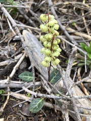 Pyrola picta