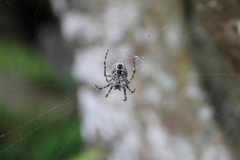 Araneus cavaticus