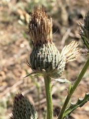 Cirsium cymosum canovirens