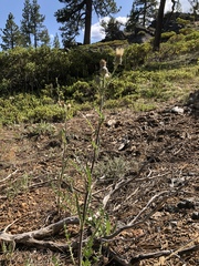 Cirsium cymosum canovirens