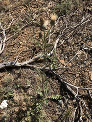 Cirsium cymosum canovirens