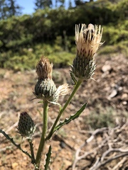 Cirsium cymosum canovirens