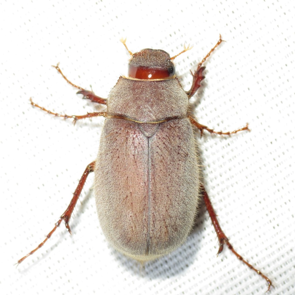 Phyllophaga