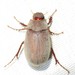 Phyllophaga - Photo (c) C. Mallory, some rights reserved (CC BY-NC), uploaded by C. Mallory