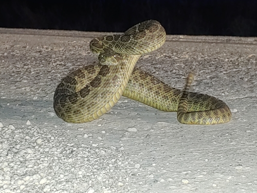 Prairie Rattlesnake photographed in Kansas