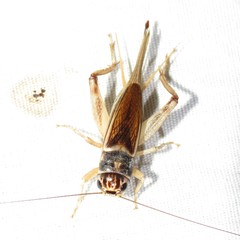 Gryllus personatus
