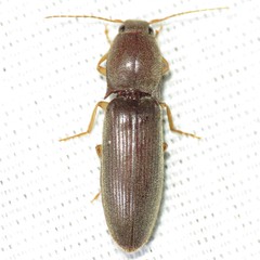 Conoderus parallelus